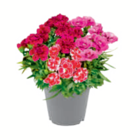 Gartennelke bei toom Baumarkt im Duderstadt Prospekt für 3,99 €
