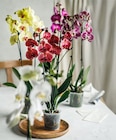 Kaufland Emmerich - Orchidee Angebot im Prospekt Orchidee bei Kaufland im Emmerich Prospekt für 8,88 €