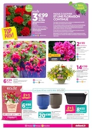 Prix et réduction Géranium dans le prospectus Delbard en cours Offre Géranium dans le catalogue Delbard du moment à la page 5