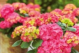 Hortensie „Diva Fiore“ Angebote bei Hornbach Kamp-Lintfort für 34,95 €