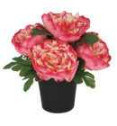 Composition 5 pivoines à 12,99 € dans le catalogue Maxi Bazar