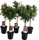 Stammrosen Rot bei OBI im Marburg Prospekt für 17,99 €