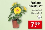 Freilandhibiskus im Angebot bei Zimmermann in Göttingen Freilandhibiskus Angebote bei Zimmermann Göttingen für 7,99 €