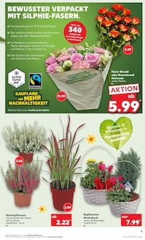 Pflanzen im Kaufland Prospekt "Aktuelle Angebote" mit 59 Seiten (Leipzig)