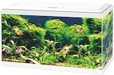 Aqua 60 LED - Ciano - Botanic Aqua 60 LED - Ciano à 64,99 € dans le catalogue Botanic