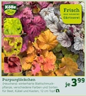 Purpurglöckchen im Pflanzen Kölle Prospekt Purpurglöckchen von Kölle Bio im aktuellen Pflanzen Kölle Prospekt für 3,99 €