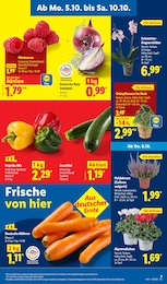 Lidl Zwiebeln im Prospekt Lidl Zwiebeln im Prospekt