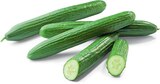 Aktuelle Pflanzen Angebote bei Netto Marken-Discount in Bremerhaven Aktuelles Hauswurz Angebot bei Netto Marken-Discount in Bremerhaven ab 5,99 €