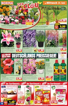 Chrysantheme im aktuellen Norma Prospekt (Hannover) Chrysantheme im Norma Prospekt "Mehr fürs Geld" mit 21 Seiten (Hannover)
