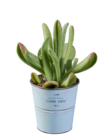 Succulentes en pot zinc - Lidl à Valence Succulentes en pot zinc en promo chez Lidl Valence à 4,99 €