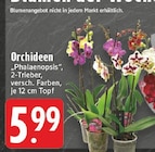 Orchideen 'Phalaenopsis' Angebote bei E center Aachen für 5,99 €