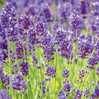 Lavendel Angebote bei toom Baumarkt Mülheim für 2,99 €