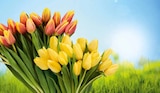 Aktuelles Großbund Tulpen Angebot bei Netto Marken-Discount in Mannheim ab 5,55 €