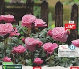 Duftrosen in Sorten Angebot in Birkheim Duftrosen in Sorten im aktuellen Prospekt bei Raiffeisenmarkt in Birkheim