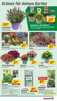 Blumen im toom Baumarkt Prospekt "Respekt, wer's selber macht." mit 26 Seiten (Magdeburg)
