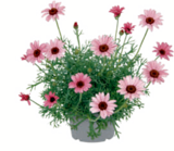 Aktuelle Blumen Angebote bei toom Baumarkt in Paderborn Aktuelles Frühlingspflanzen Angebot bei toom Baumarkt in Paderborn ab 3,99 €