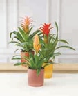 Bromelias dans le catalogue Super U