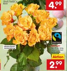 Edelrosen im Netto Marken-Discount Prospekt Edelrosen von Fairtrade im aktuellen Netto Marken-Discount Prospekt für 2,99 €