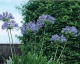 Promo Agapanthe d'Afrique à 7,90 € dans le catalogue Hyper U à Mouxy