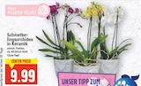 Schmetterlingsorchidee in Keramik von  im aktuellen E center Prospekt für 9,99 €