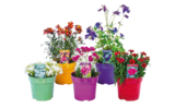 Hagebaumarkt Weilheim - Stauden 'Colour your Garden' Angebot im Prospekt Stauden 'Colour your Garden' bei Hagebaumarkt im Weilheim Prospekt für 4,99 €