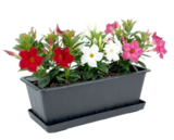 Dipladenia Angebote bei Thomas Philipps Bremerhaven für 0,89 €