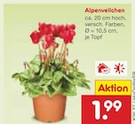 Alpenveilchen bei Netto Marken-Discount im Windeck Prospekt für 1,99 €