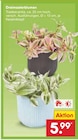 Aktuelle Pflanzen Angebote bei Netto Marken-Discount in Cottbus Aktuelles Dreimasterblumen Angebot bei Netto Marken-Discount in Cottbus ab 5,99 €