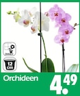 Orchideen Angebote bei Wreesmann Aurich für 4,49 €