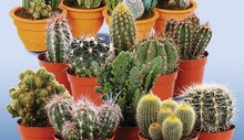 Foire aux cactus - Géant Casino à Paris Foire aux cactus en promo chez Géant Casino Paris à 1,00 €
