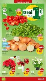 Pflanzen Angebot & Preis im aktuellen Penny Prospekt Pflanzen Angebot im aktuellen Penny Prospekt auf Seite 6