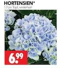 Aktuelles Hortensien Angebot bei Wreesmann in Dresden ab 6,99 €