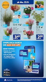 Aktueller ALDI SÜD Prospekt mit Chrysantheme, "Gutes für Alle.", Seite 16