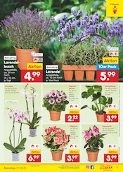 Blumen im Netto Marken-Discount Prospekt in Gießen Aktueller Netto Marken-Discount Prospekt mit Blumen, "Aktuelle Angebote", Seite 7