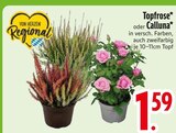 Topfrose im Angebot bei EDEKA in Passau Topfrose Angebote bei EDEKA Passau für 1,59 €