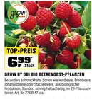 BIO BEERENOBST-PFLANZEN Angebote von GROW BY OBI bei OBI Saarbrücken für 6,99 €
