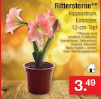 Aktuelle Zimmerpflanzen Angebote bei Zimmermann in Hannover Aktuelles Rittersterne Angebot bei Zimmermann in Hannover ab 3,49 €