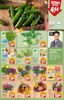 Blumen im aktuellen REWE Prospekt (Augsburg) Blumen im REWE Prospekt "Dein Markt" mit 32 Seiten (Augsburg)