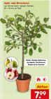 Apfelbaum im Angebot bei Netto Marken-Discount in Recklinghausen Apfelbaum Angebote bei Netto Marken-Discount Recklinghausen für 7,99 €
