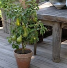 Birne im Angebot bei Garten-Center Nordharz GmbH & Co. KG in Hannover Birne Angebote bei Garten-Center Nordharz GmbH & Co. KG Hannover für 26,99 €