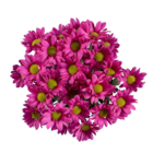 Chrysanthemen im Angebot bei Lidl in Krefeld Chrysanthemen Angebote bei Lidl Krefeld für 2,49 €