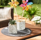 Aktuelles Rund um Balkon und Garten Angebot bei REWE in Offenbach (Main) ab 2,00 €