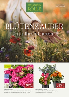 Hortensie im Pflanzen Kölle Prospekt "BLÜTENZAUBER für Ihren Garten" mit 2 Seiten (Hamburg)