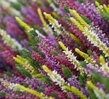 Besenheide (Calluna vulgaris) 'Beauty Ladies Starlight' im aktuellen Hagebaumarkt Prospekt für 2,99 €