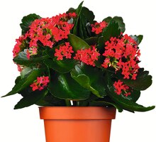 Flammendes Käthchen bei Jawoll in Koblenz Flammendes Käthchen im Angebot bei Jawoll Koblenz für 1,79 €