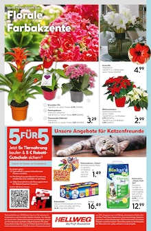 Katzenfutter im aktuellen Hellweg Prospekt (Potsdam) Katzenfutter im Hellweg Prospekt "Die Profi-Baumärkte" mit 24 Seiten (Potsdam)