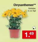 Chrysanthemen für 1,49 € bei Zimmermann im Angebot Chrysanthemen im aktuellen Zimmermann Prospekt