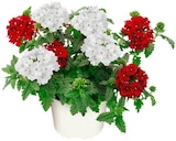 Aktuelle Blumen Angebote bei REWE in Braunschweig Aktuelles Beetpflanze »Trio« oder Verbene »Duo« Angebot bei REWE in Braunschweig ab 2,29 €