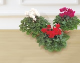 Promo Cyclamen à 5,99 € dans le catalogue Bi1 à Saint-Gengoux-le-National