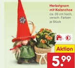 Herbstgnom mit Kalanchoe für 5,99 € bei Netto Marken-Discount im Angebot Herbstgnom mit Kalanchoe im aktuellen Netto Marken-Discount Prospekt